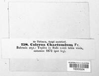 Coleroa chaetomium image